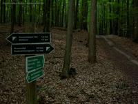 Siebenhügelweg im Bad Freienwalder Wald