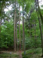 Höchster Baum Brandenburgs im Bad Freienwalder Wald
