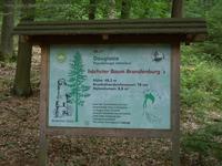 Infotafel höchster Baum Brandenburgs im Bad Freienwalder Wald