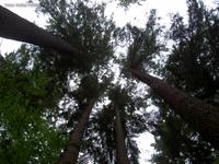 Höchster Baum Brandenburgs im Bad Freienwalder Wald
