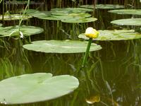 Gelbe Teichrose im Bugker See