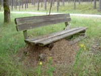 Ameisenhaufen an einer Holzbank