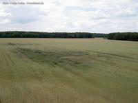 Getreidefeld am Großen Wochowsee