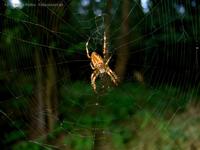 Kreuzspinne in ihrem Spinnennetz am Oder-Spree-Kanal