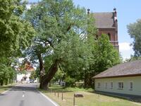 Grüntal Dorfkirche Eiche