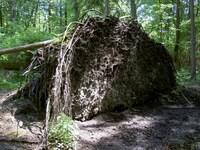 Altlandsberger Forst Krummes Luch Sturmschaden