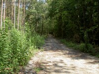 Altlandsberger Forst Wegekreuzung An den Buchen