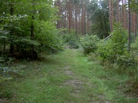 Altlandsberger Forst alter Grenzweg