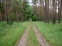 Hangelsberger Weg Hangelsberger Heide