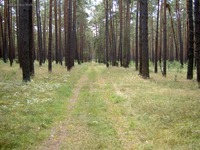 Driftweg Kageler Wald- und Feldmark