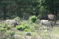 Schönower Heide Wildpferde