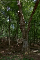 Baum Pichegrund Blumenthal
