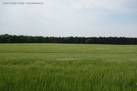 Grünes Getreidefeld