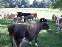 Rinderherde mit Kälbern auf der Weide