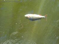 Toter Fisch im Wasser