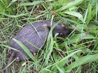 Tote Ratte im grünen Gras