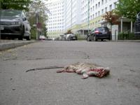 Überfahrene Ratte
