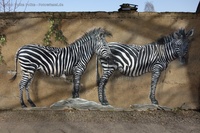 Graffiti Tierpark Berlin Zebras