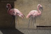 Graffiti Tierpark Berlin Flamingos