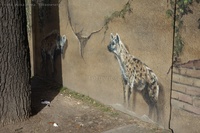 Graffiti Tierpark Berlin Hyänen