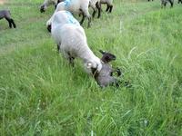 Schaf mit Lamm bei Altlandsberg