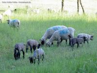 Schafe mit Lämmern bei Altlandsberg