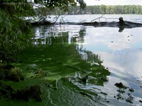 Seddinsee Grüne Algen