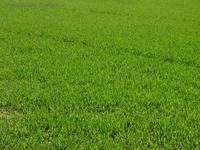 Grünes Gras bei der Loamburg