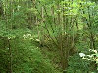 Wald am Steinbruch neben Brecherwerk