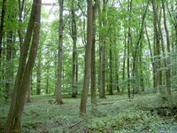 Wald im Naturschutzgebiet Kleiner Gleichberg