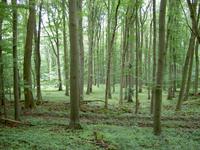 Wald im Naturschutzgebiet Kleiner Gleichberg