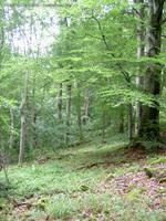 Wald im Naturschutzgebiet