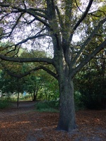 Baum im Leise-Park