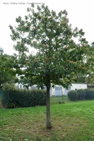 Maronenbaum
