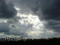 Sonnenblumenfeld kurz vor der Ernte mit dunklen Wolken