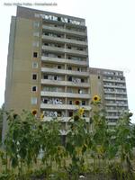 Sonnenblumen mit den beiden Rhin-Towers bei der Sanierung im Jahr 2009