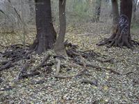 Baumwurzeln im trockenen Sumpf Wuhlheide